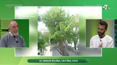 Ginkgo biloba