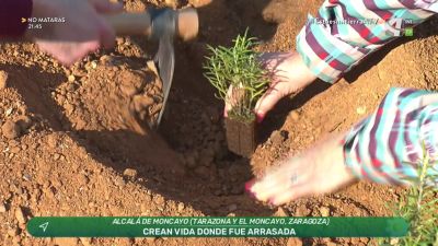 Replantaciones en Alcalá de Moncayo
