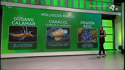 Moluscos
