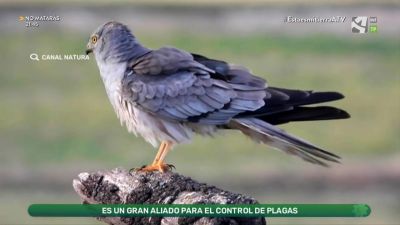 Aguilucho cenizo