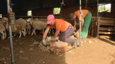 Una cuadrilla de esquiladores retira la lana a unas ovejas en Herrera de los Navarros.