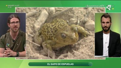 Sapo de espuelas