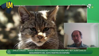 Gato montés, especie vulnerable