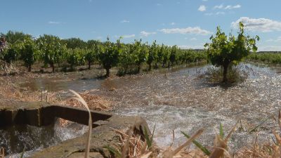 Una zona de frutales de Maella en pleno regadío