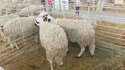 Feria ganadera, artesana y alimentaria en Samper de Calanda.