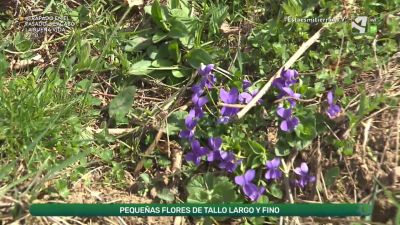 Violetas pirenaicas