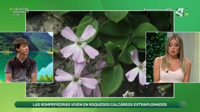 Rompepiedras
