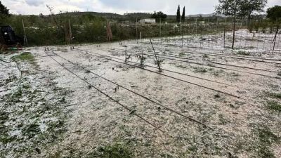 Un campo de Terrer afectado por el granizo. / Paula Orera