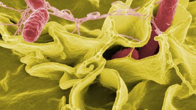 Bacteria de la salmonella. / Pixabay