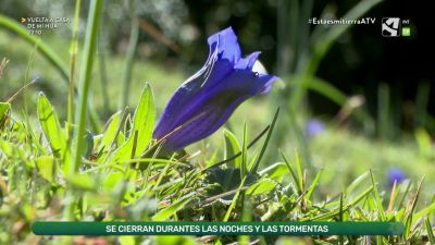 Gencianas