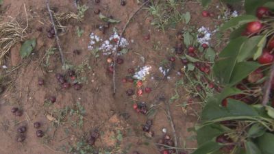 Cerezas afectadas por el granizo en Moros.