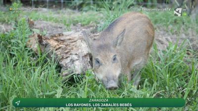Los rescatadores: Rayones