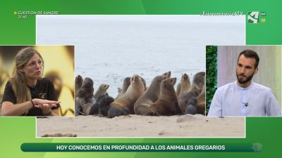 Animales gregarios