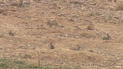Los agricultores alertan de la merma en las cosechas por la plaga de conejos.