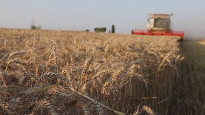 Cosecha de un campo de trigo.
