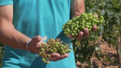Aspecto de uvas afectadas por el pedrisco en Paniza (Zaragoza).