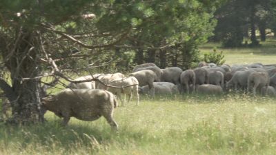 Rebaño de un ganadero turolense afectado por las restricciones de movimiento en Castilla-La Mancha.