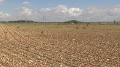 Agroseguro alcanza el 64,77% de las indemnizaciones totales que ha de repartir en la Comunidad aragonesa. / Aragón TV