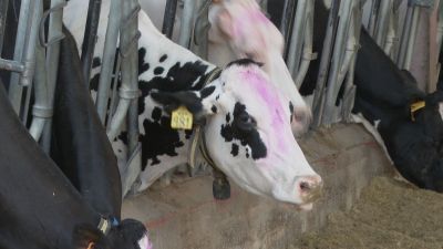 La provincia de Teruel se ha quedado en 2023 sin vacas lecheras.