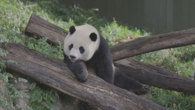 Oso panda en el zoo de Washington.