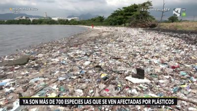 El impacto de los microplásticos