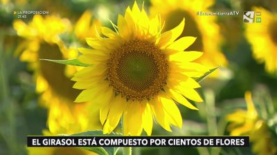 Girasol