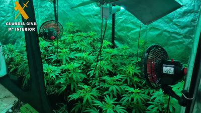 En el domicilio registrado, la Guardia Civil encontró 146 plantas de marihuana que se cultivaban en el interior de armarios de grandes dimensiones. / Guardia Civil