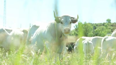 Varias reses están infectadas en Teruel y Huesca.