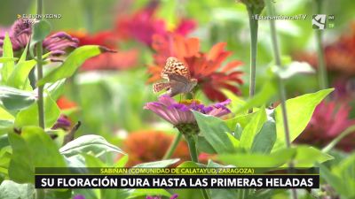 Zinnia