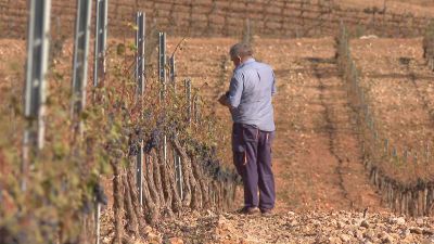 Los agricultores calculan las pérdidas que ha dejado el granizo.