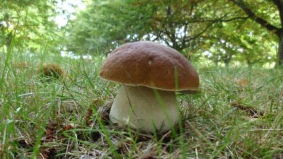 Los boletus edulis ya pueden recogerse en zonas de la Comunidad como el Pirineo o la comarca de la Sierra de Albarracín. / Fernando Martínez Peña
