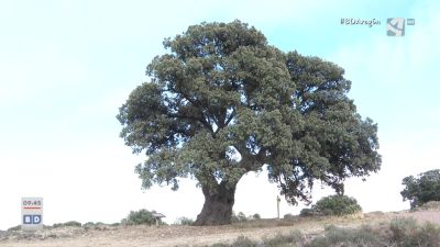 Árboles singulares: nuevo candidato a árbol del año