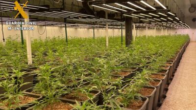 La plantación albergaba 1.762 plantas de marihuana. / Guardia Civil