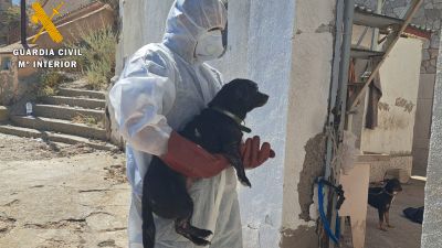 En agosto, el Seprona recuperó 16 animales en condiciones sanitarias "lamentables" en una vivienda en Borja. / Guardia Civil