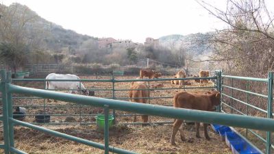 Un rebaño de 80 vacas en extensivo limpia los montes más próximos a los núcleos habitados.