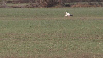 Las ayudas llegarán a casi 140.000 agricultores de toda España.