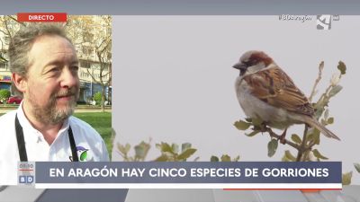 ¡Ay gorrión!