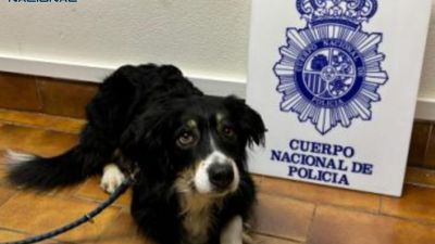 Imagen de Sammy, que ha vuelto ya con sus propietarios. | Policía Nacional