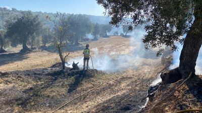 El fuego afectó a algunas oliveras. | Bomberos DPT