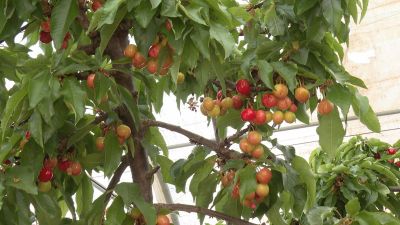 Algunas de las primeras cerezas que se van a comenzar a recoger estas semanas.