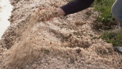 Viñedos afectados por el granizo en el Somontano.