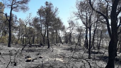 Las llamas han calcinado 80 hectáreas.