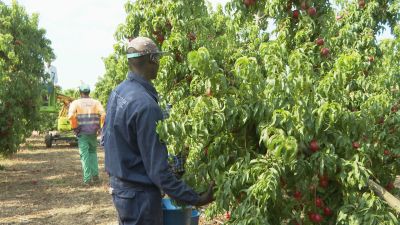 Un grupo de temporeros recogiendo fruta.