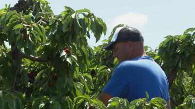 El alojamiento suele ser uno de los principales problemas a los que se enfrentan los temporeros de la fruta