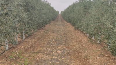 Finca de olivar preparada para cubiertas vegetales sostenibles. / E.S.