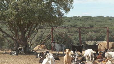 La cabaña de caprino cuenta con 35.000 animales en Aragón.