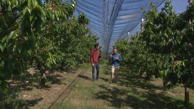 Producción cereza ecológica en El Frasno (Zaragoza).