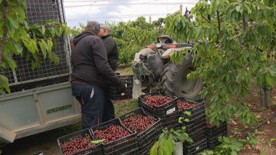 Dos trabajadores recogen cereza en un campo aragonés.