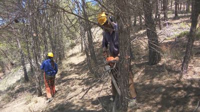 Efectivos de Protección de la Naturaleza limpiando una zona de monte en Aragón.