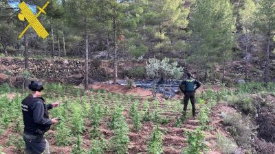 Plantación de marihuana desmantelada en la localidad turolense de Fuentespalda